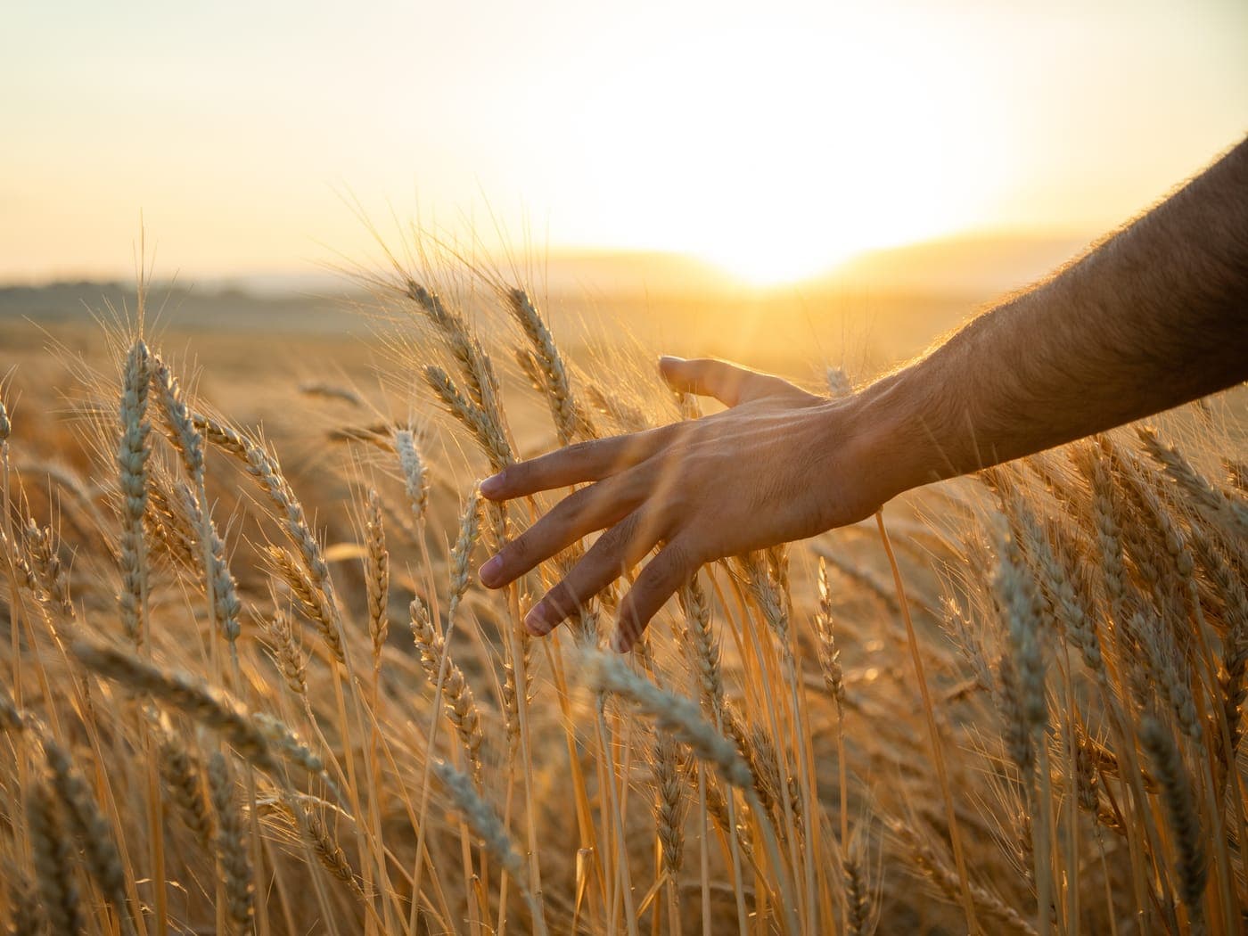 Rows of maturing crops on a smallholder farm at golden hour.